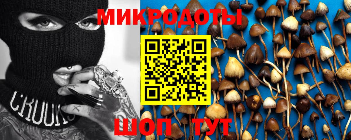Псилоцибиновые грибы Psilocybe Барабинск